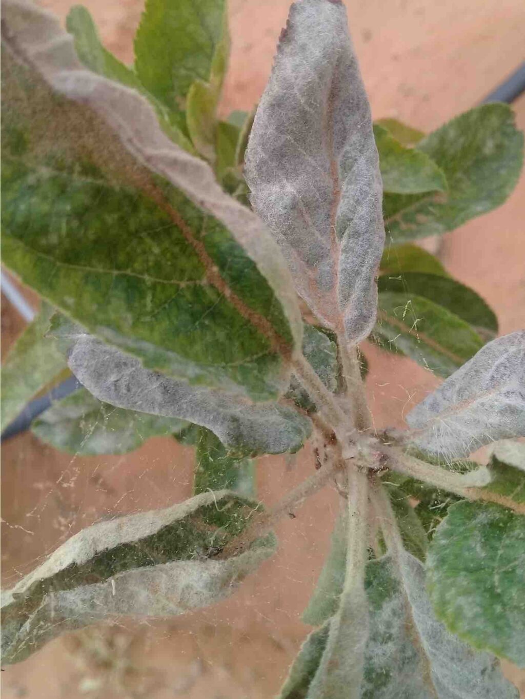 Powdery Mildew of Apples Alert Agrio