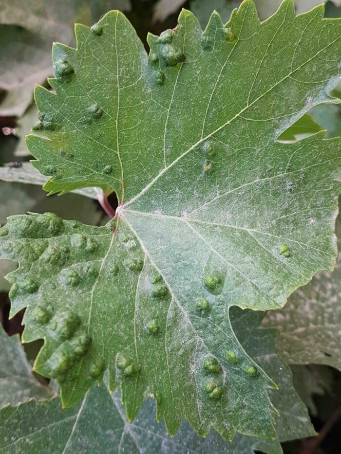 Grape gall mites Agrio