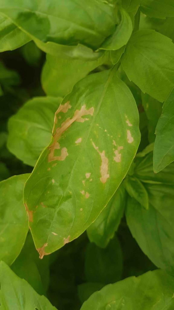 Phytotoxicity symptoms on basil leaves