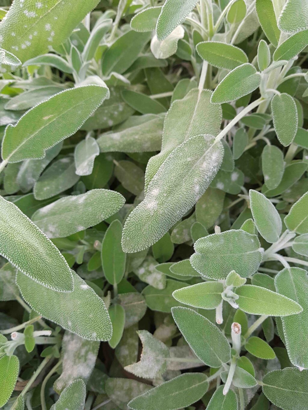 Powdery mildew of sage Agrio