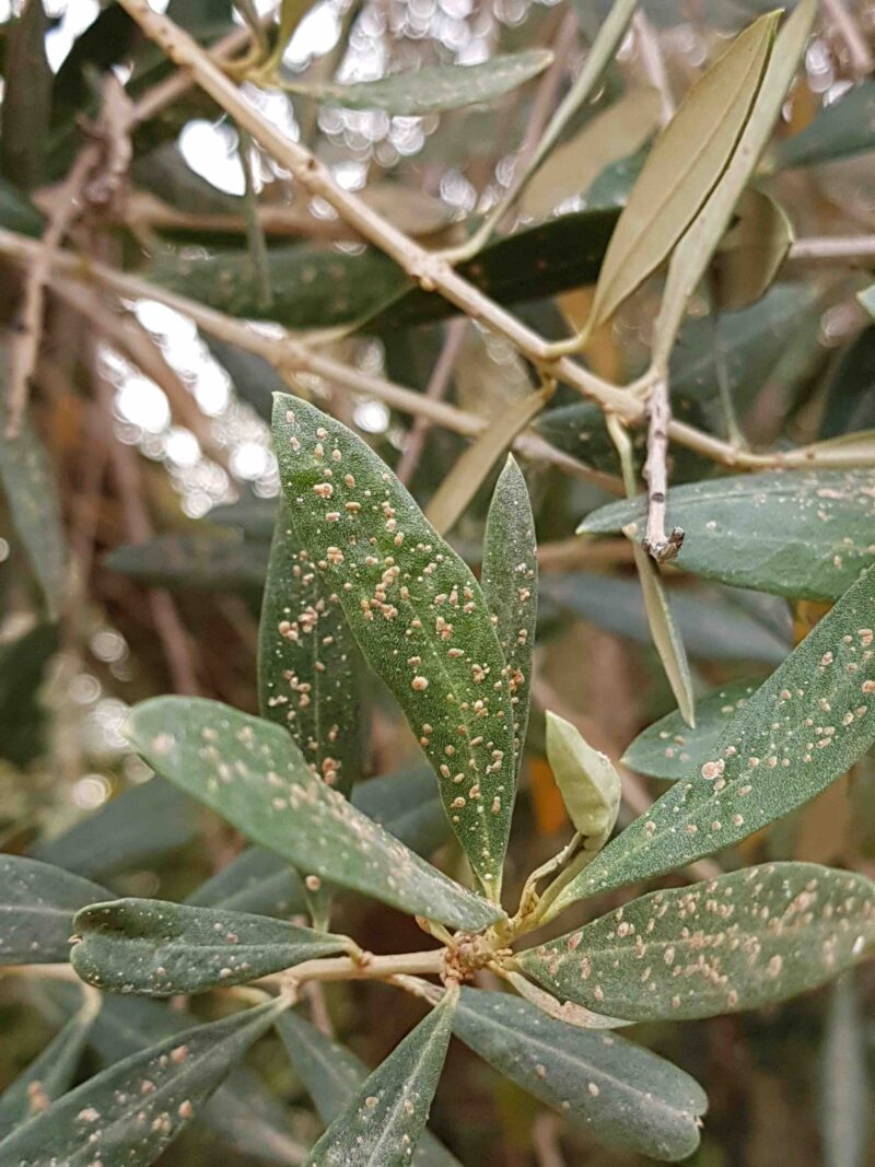 Olive scale Agrio