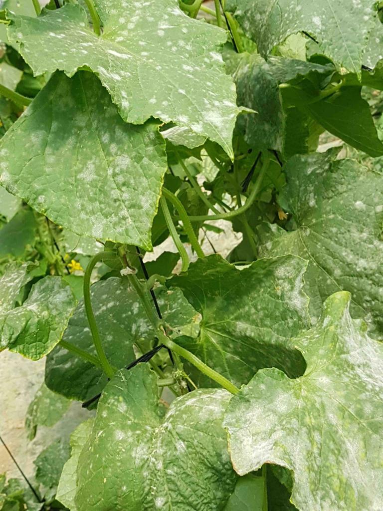 Powdery Mildew Of Cucurbits Agrio Powdery Mildew Of Cucurbits Agrio