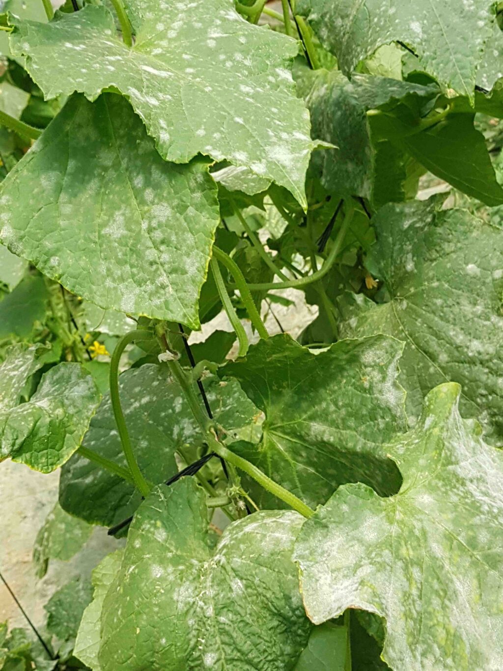 Powdery mildew of cucurbits Agrio