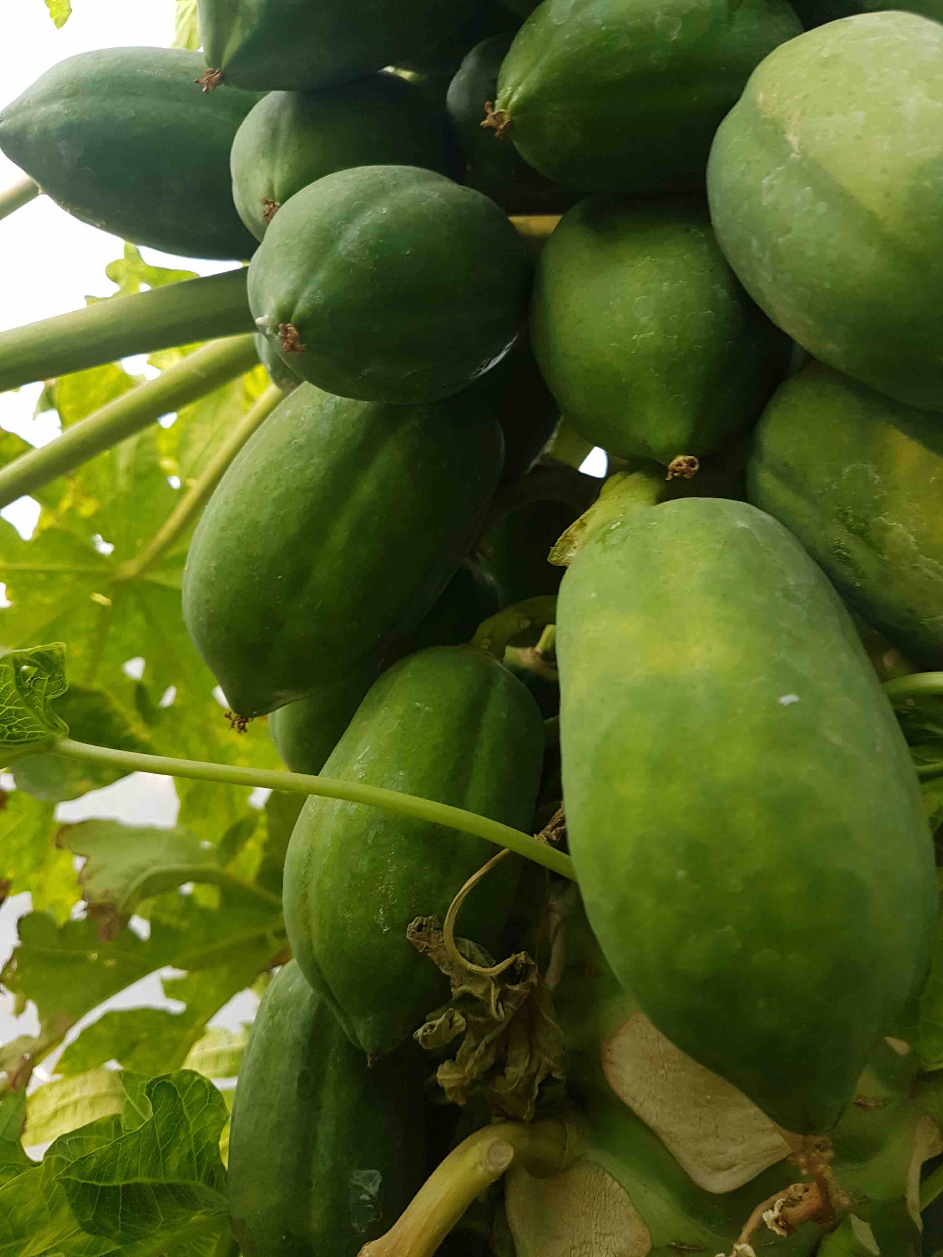Papaya Ringspot Virus Agrio