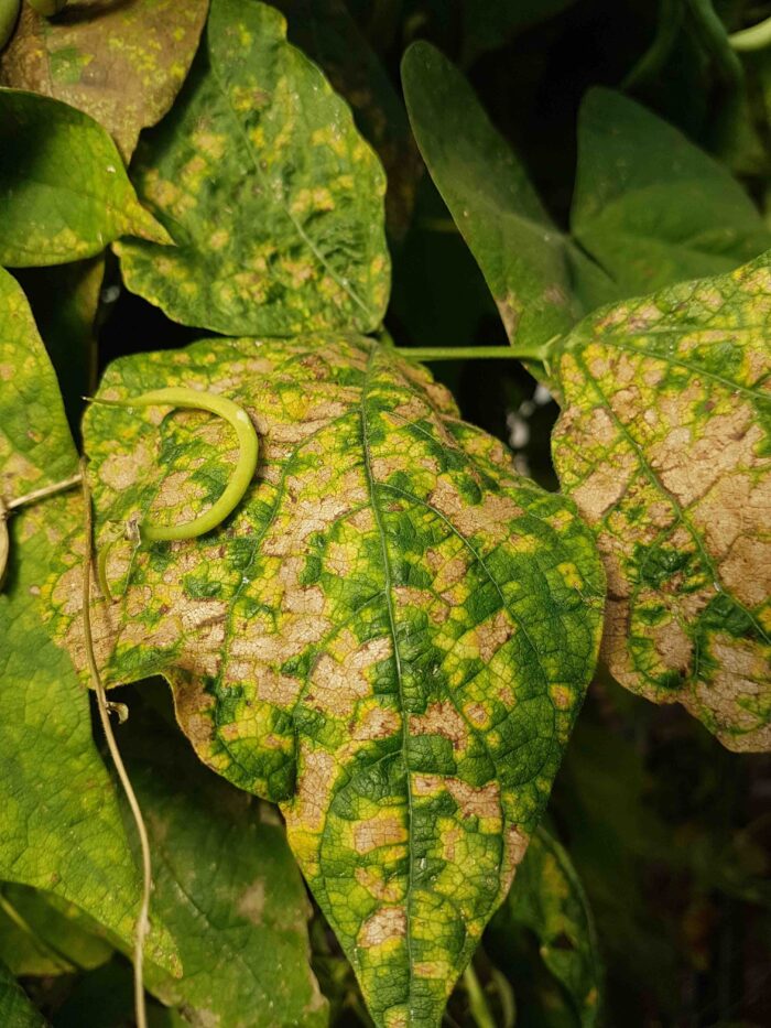 Virus del mosaico dorado del frijol(BGMV) | Agrio