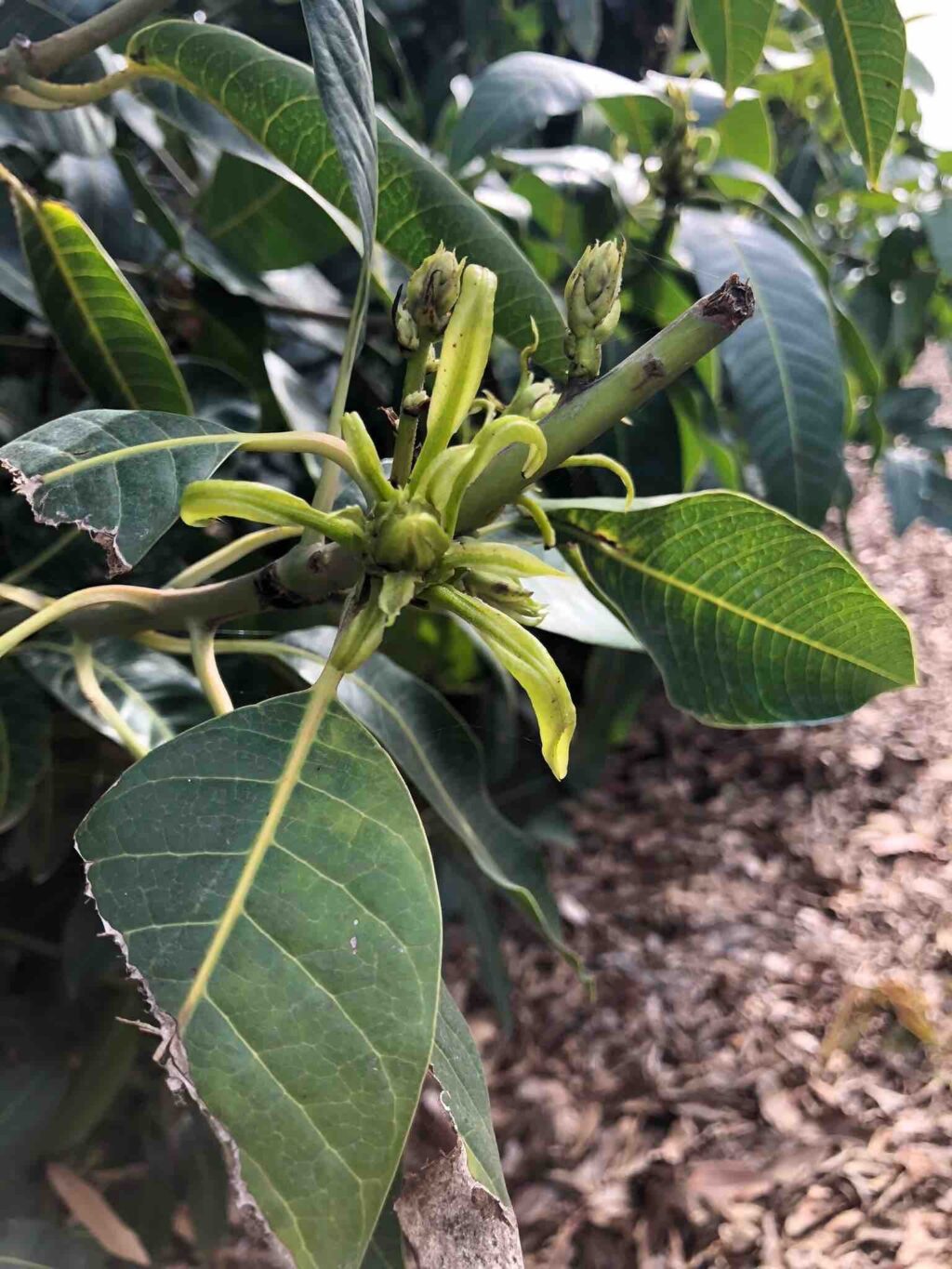 Zinc Deficiency Agrio