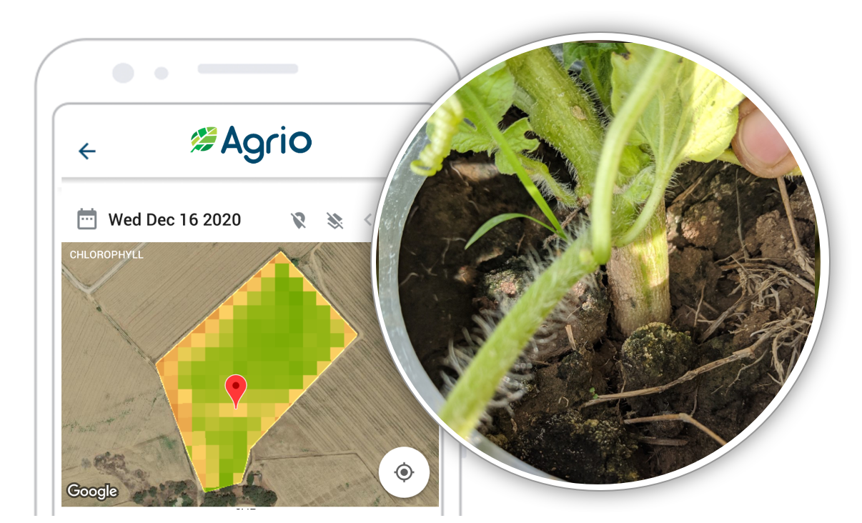 Early detection of plant disease based on the chlorophyll index with the aid of crop monitoring app