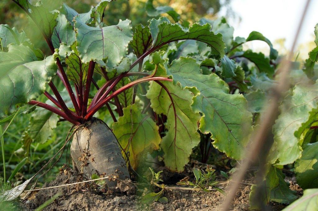 Beetroot is an example of a feeder crop