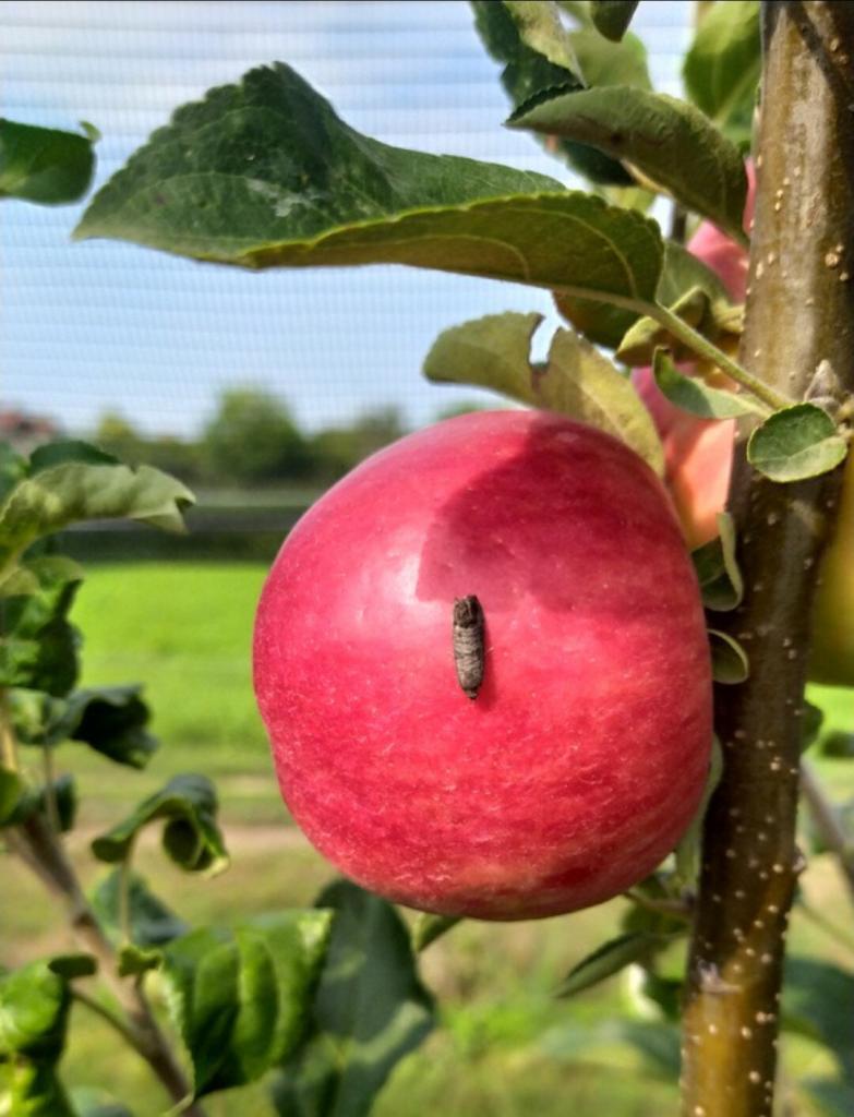 Moth caterpillar on an apple fruit