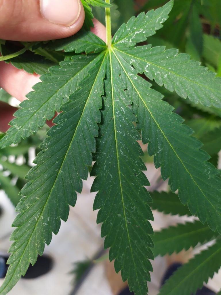 Thrips damages to cannabis leaves