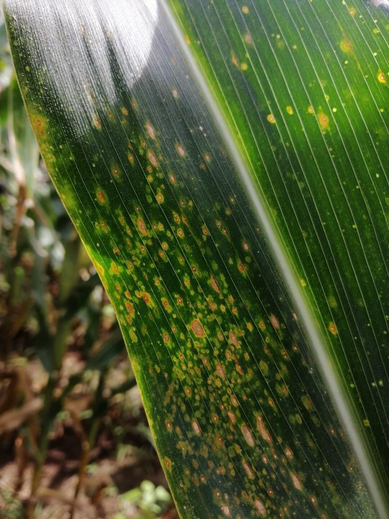 Eyespot disease symptoms on corn leaf