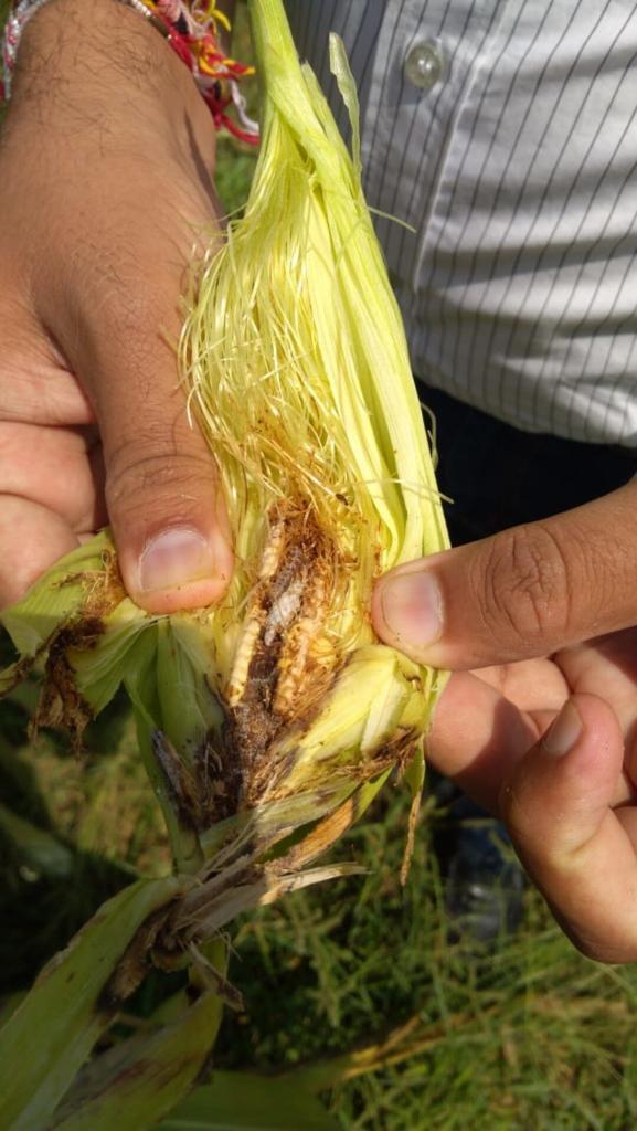 European Corn Borer damages