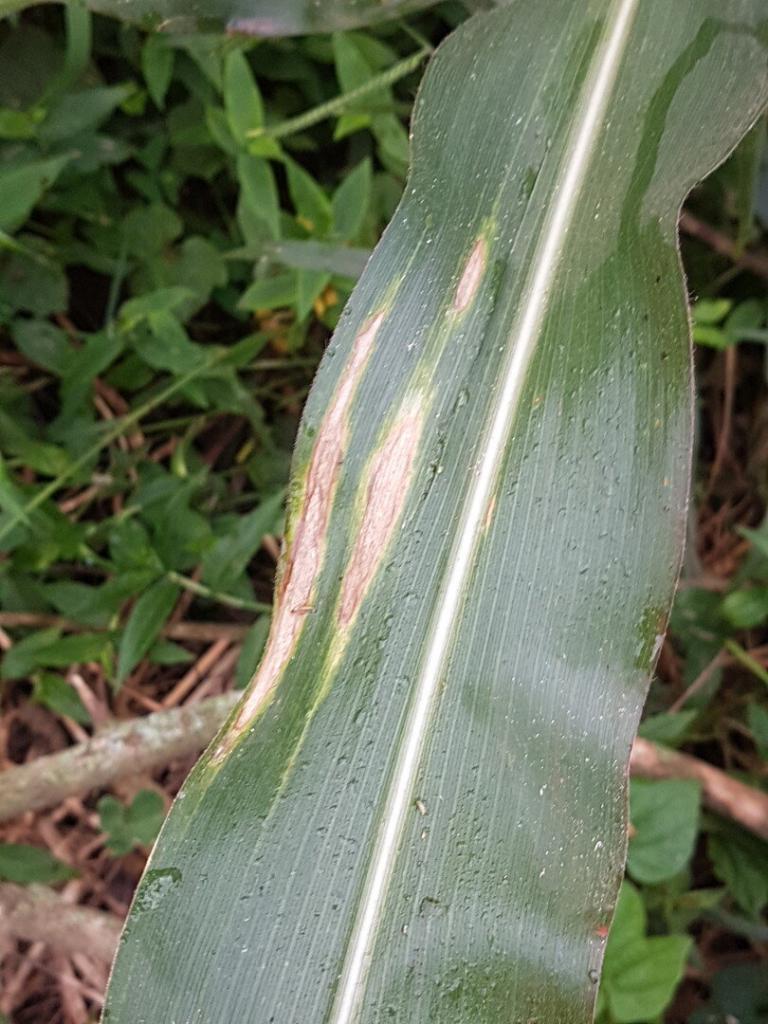 Northern leaf blight disease symptoms on corn leaf