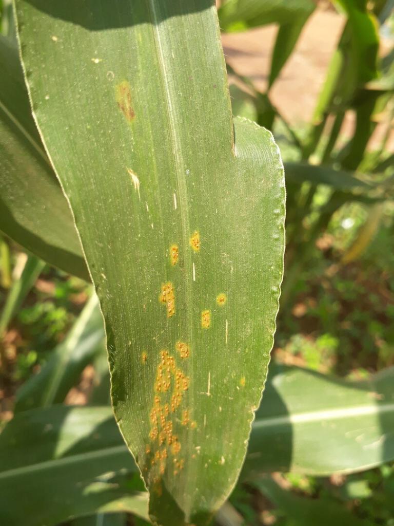 Rust disease symptoms on corn leaf