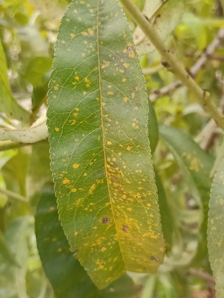 Rust symptoms on peach leaf