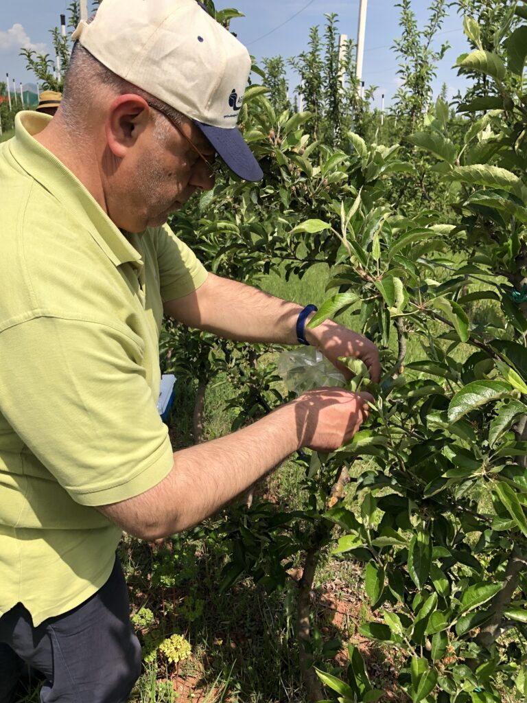 An agricultural development expert examining an apple tree