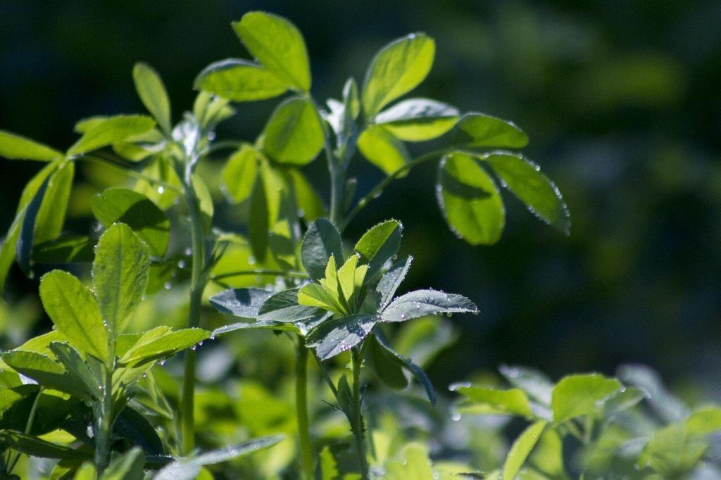 Alfalfa fixes nitrogen in the soil