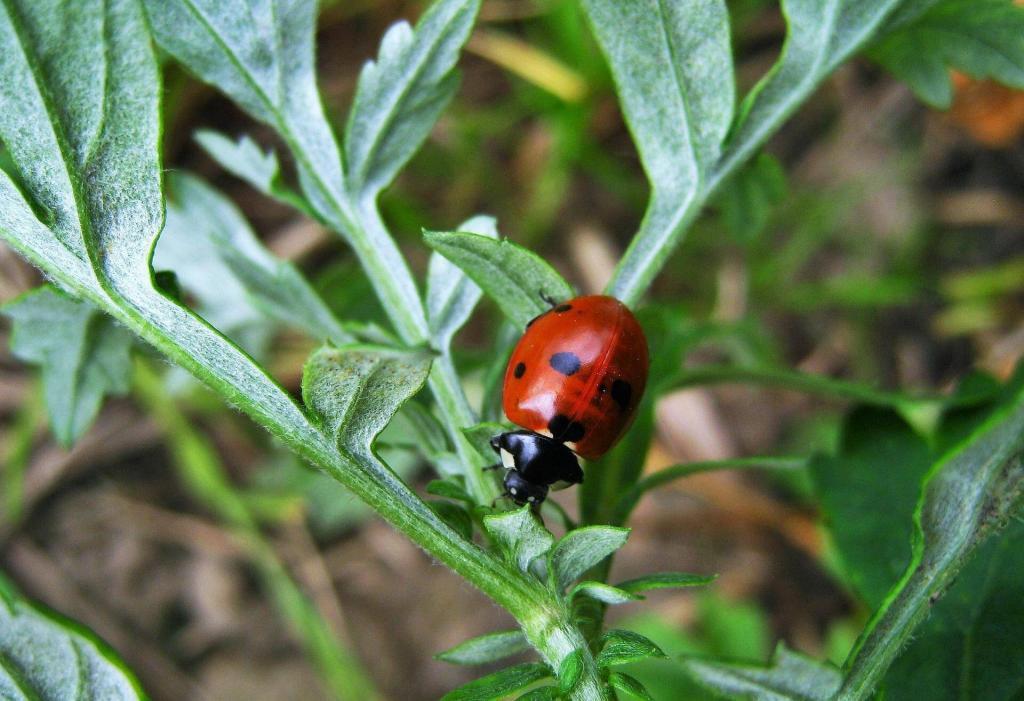 Beneficial insects are an essential part of a successful IPM program