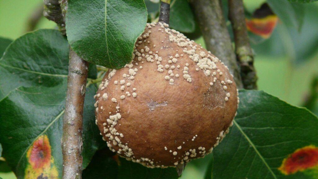 Diseased pear tree