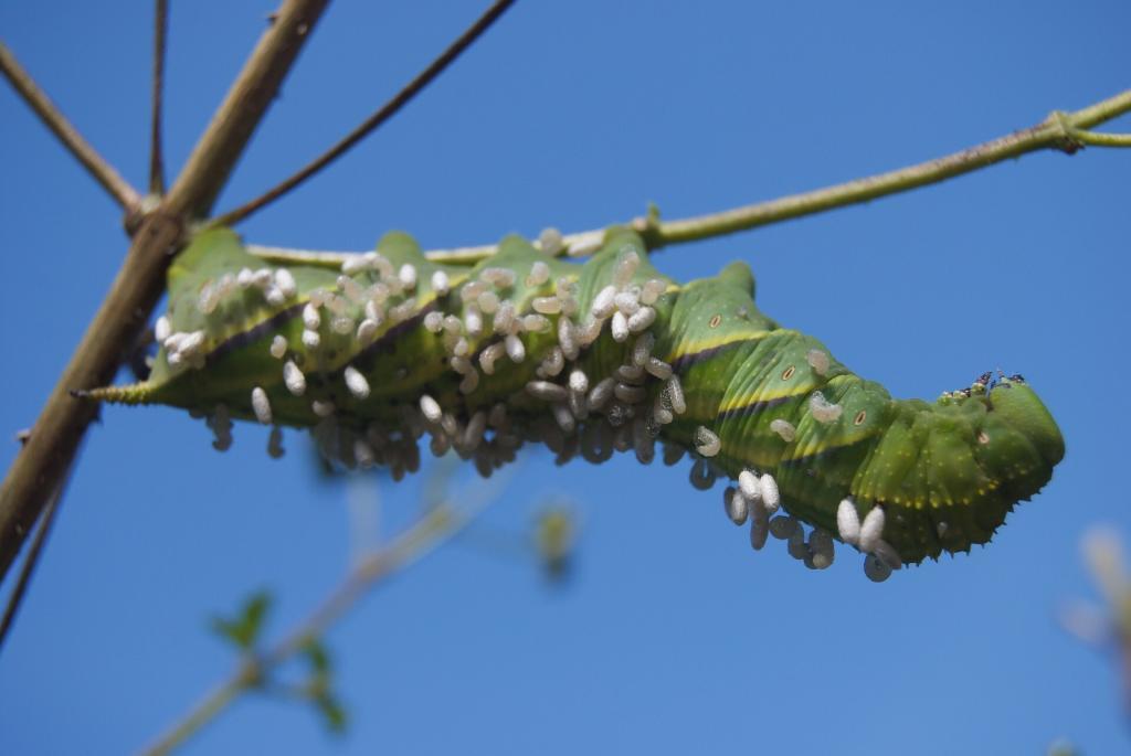 Moth caterpillar killed by a braconid wasp parasitoid