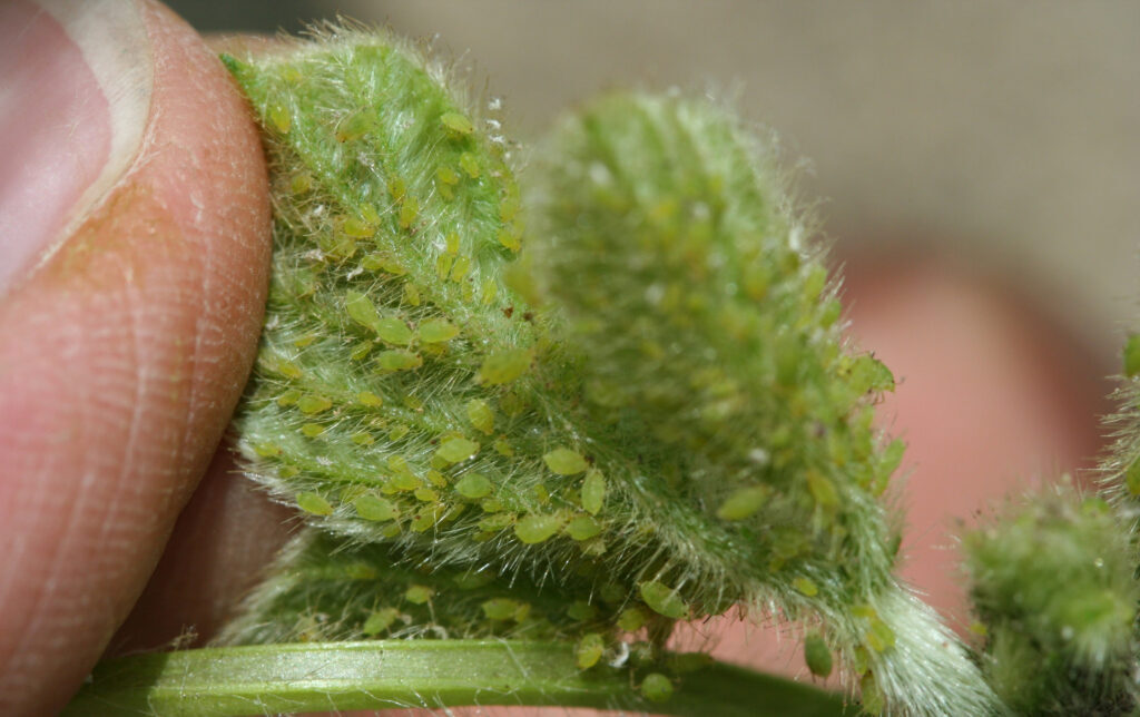 Soybean aphids (Aphis glycines). Courtesy of The Bugwood Network