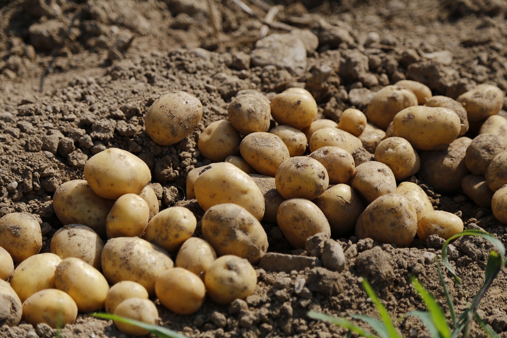 Growing Potato Sprouts? Don't Guess. Use Our AI Planting Assistant | Agrio, image size:1920x1280