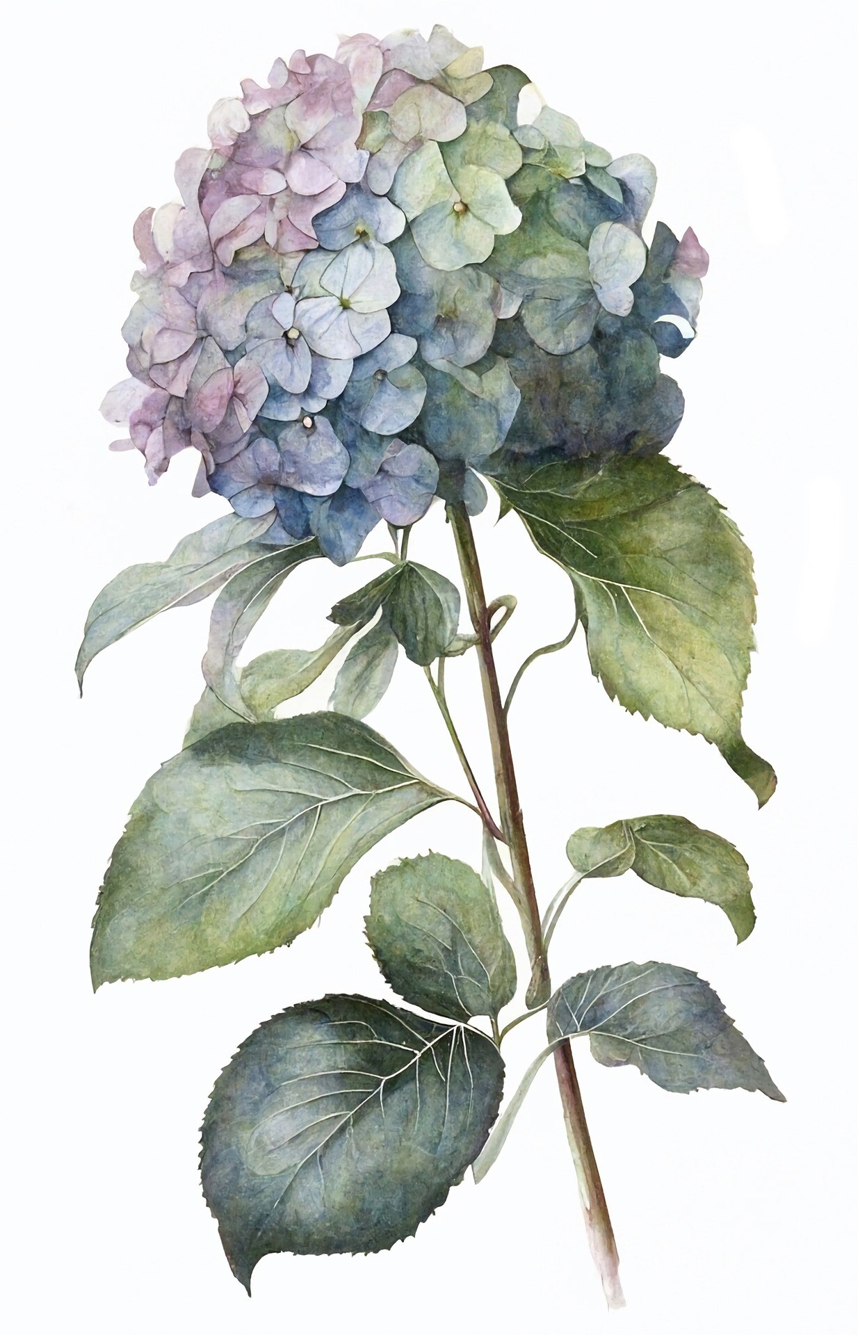 The Complete Guide to Hydrangea Care with the Aid of an App | Agrio